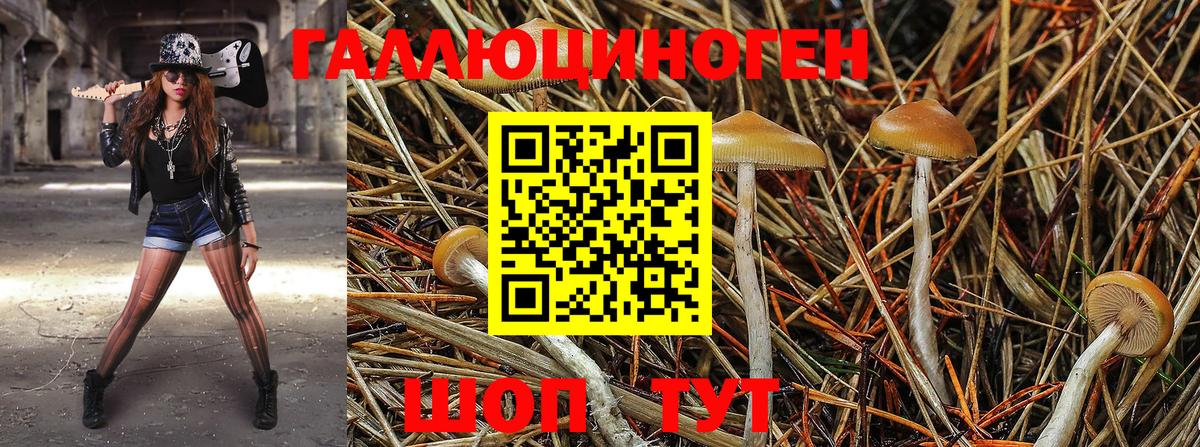 Псилоцибиновые грибы Psilocybe Арзамас